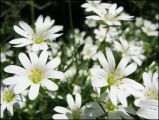 ceraise des champs