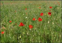 coquelicots