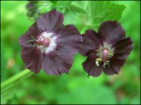 geranium phaeum vivace