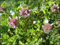 lamium purpulem