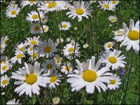 marguerites