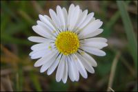 paquerette