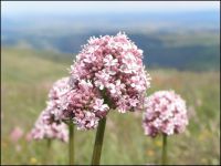 valériane officinale