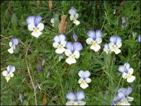 viola tricolor