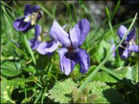 violette